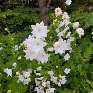 Meet your Posher, Zari